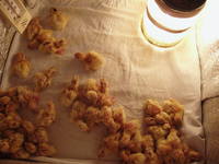 VFL.RU - ваш фотохостинг