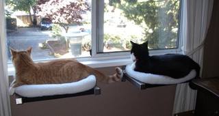 идеи-для-животных-28