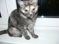 VFL.RU - ваш фотохостинг