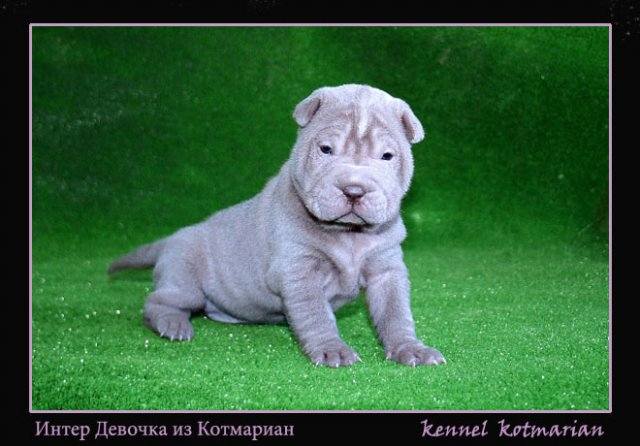 VFL.RU - ваш фотохостинг