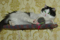 VFL.RU - ваш фотохостинг