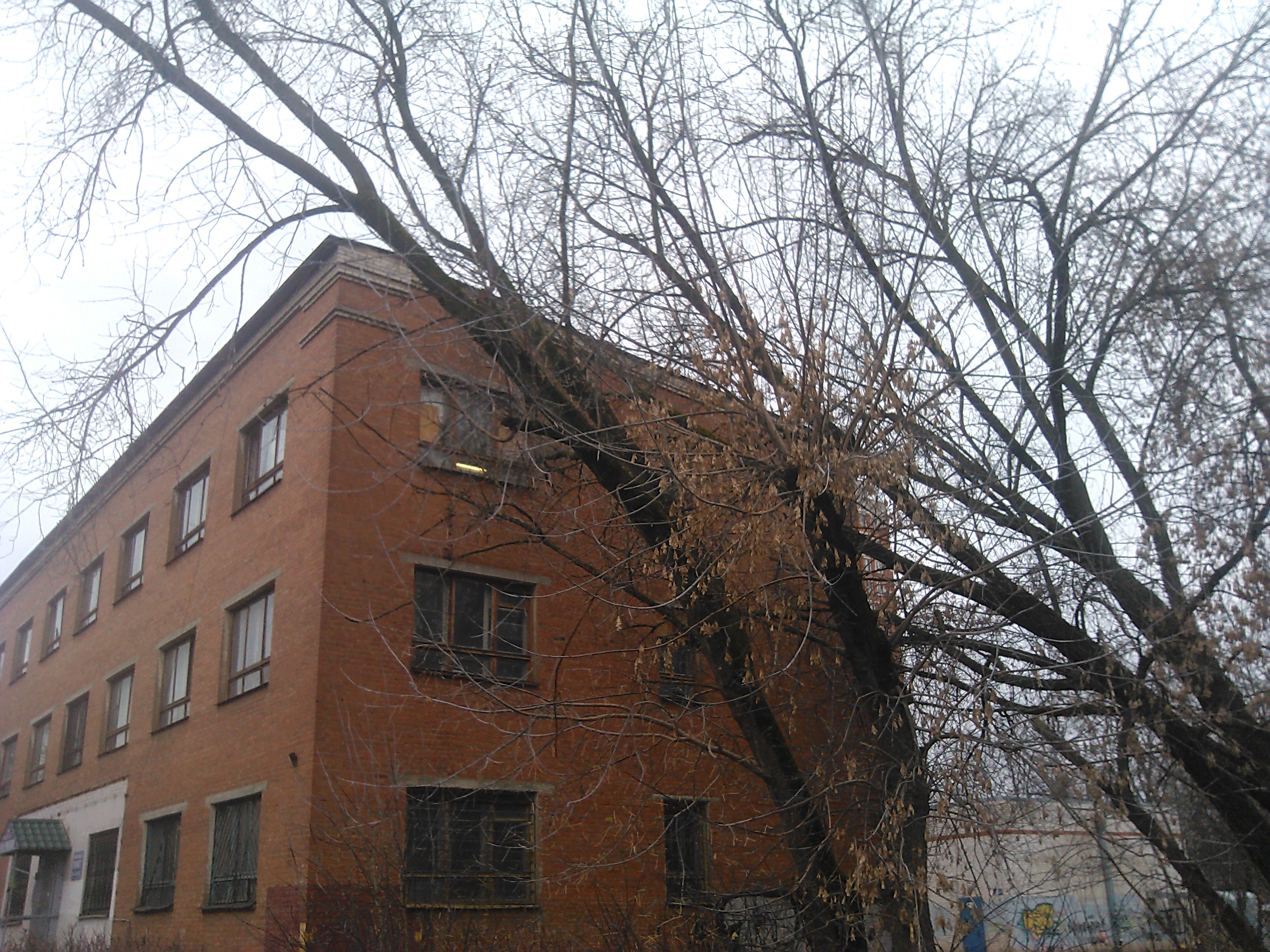 дерев авар