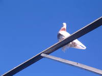 VFL.RU - ваш фотохостинг