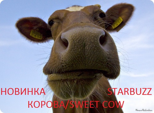 korova