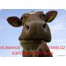 korova