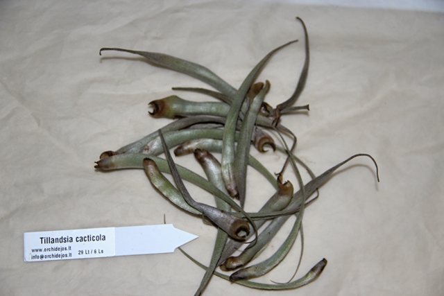 T.cacticola