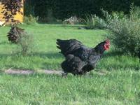 VFL.RU - ваш фотохостинг