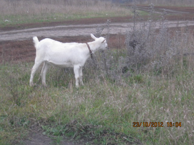 НОЯБРЬ 2012 027