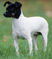 Japanese-Terrier-3