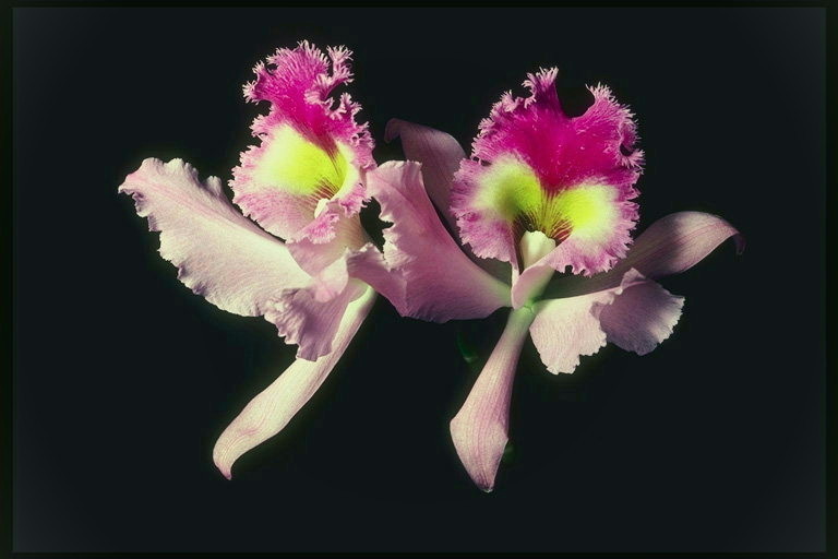 orchid9-1