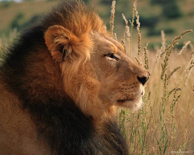 lion0