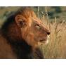 lion0