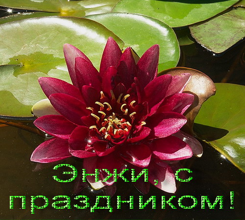 энжи2