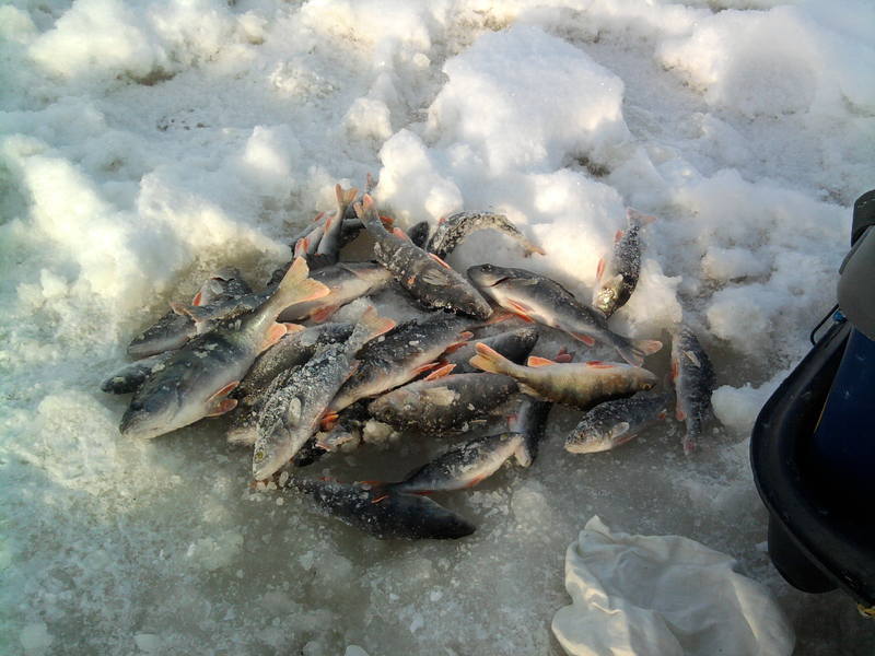 Копия Фото0455