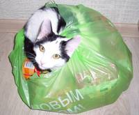 VFL.RU - ваш фотохостинг