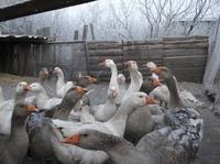 VFL.RU - ваш фотохостинг