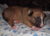 VFL.RU - ваш фотохостинг