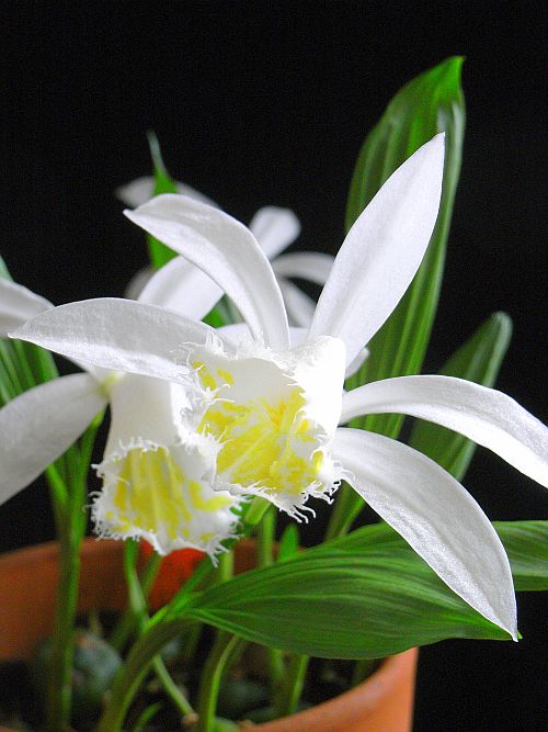 Pleone formosana f.alba