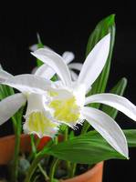 Pleone formosana f.alba
