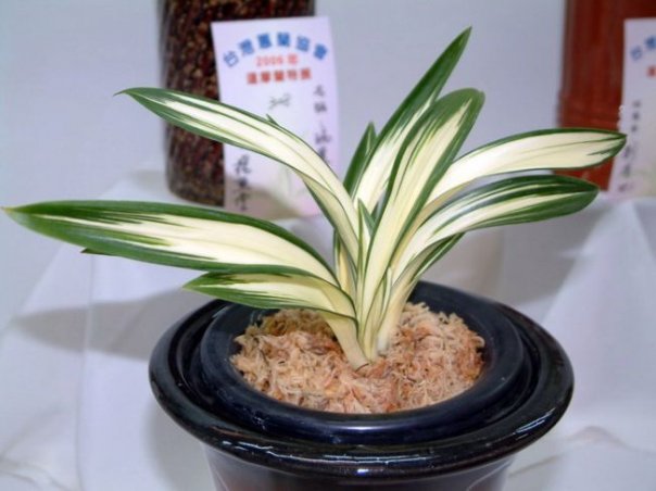 Cymbidium sinense Buddha