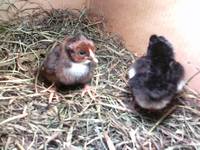 VFL.RU - ваш фотохостинг