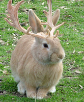 дл