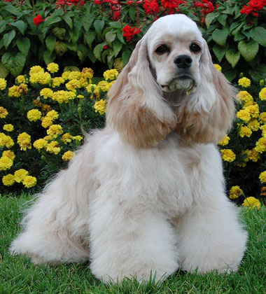 american-cocker-spaniel