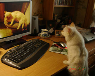 Отбираю свои фотки для citycat.ru.2