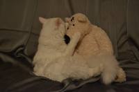 VFL.RU - ваш фотохостинг