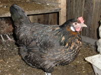 VFL.RU - ваш фотохостинг