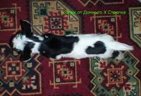 VFL.RU - ваш фотохостинг