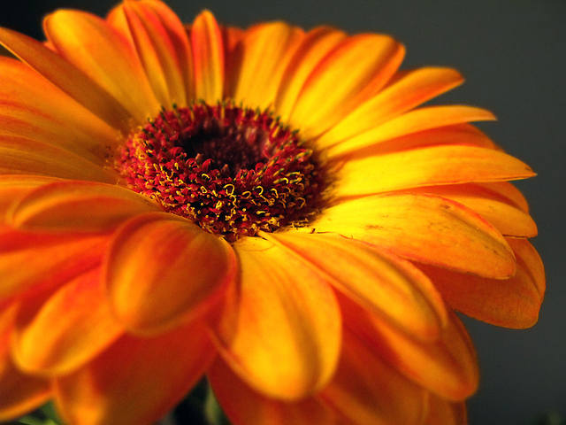 Orange Gerbera Daisy