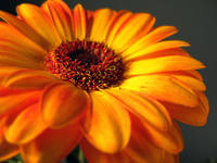 Orange Gerbera Daisy