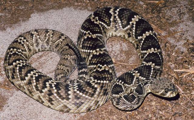 eastern diamondback rattlesnake
