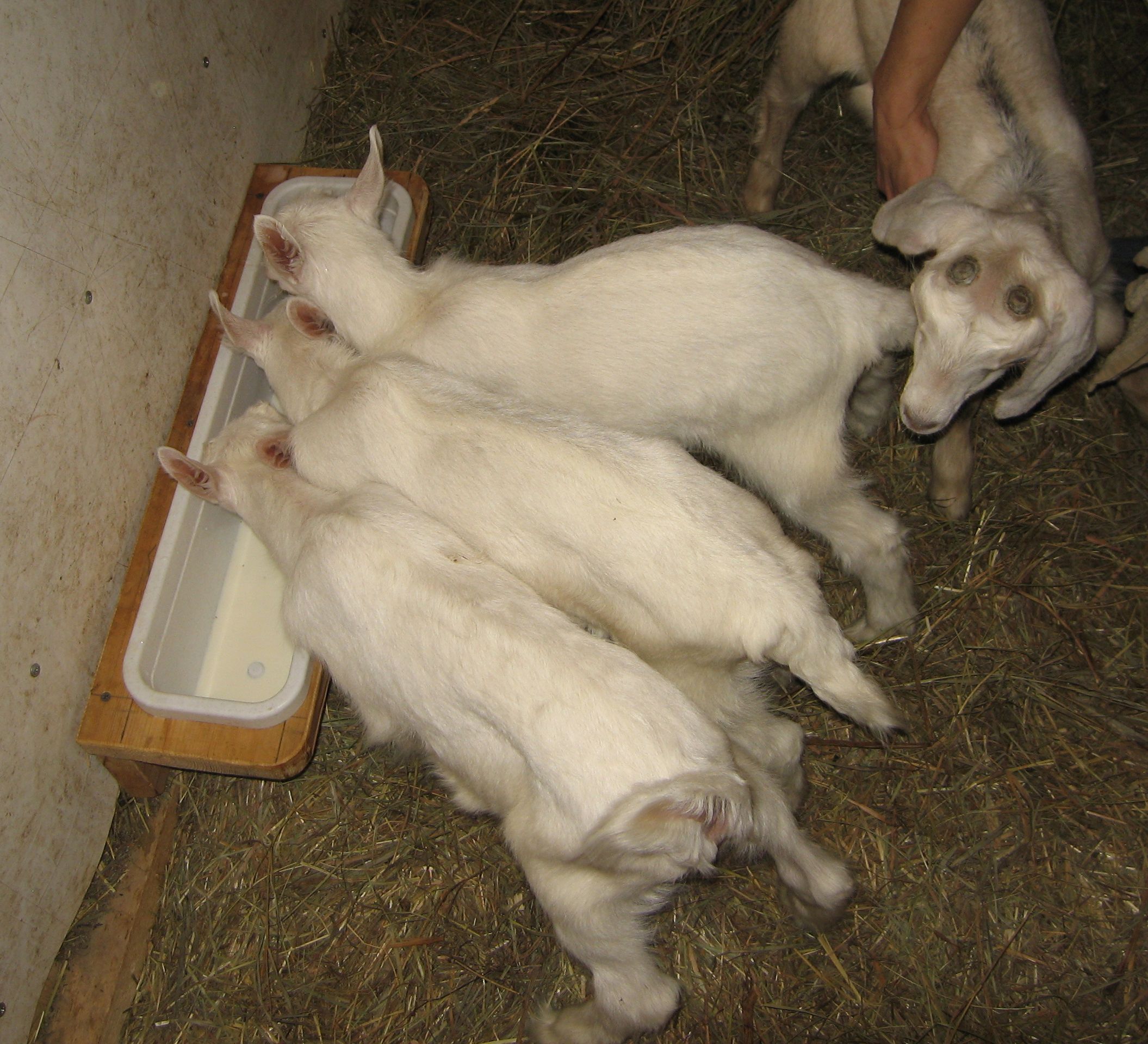Чем кормить козу в домашних условиях. Корыто для кормления коз. Кормушка для козлят. Корыто для козлят. Поилка для козлят.