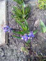 VFL.RU - ваш фотохостинг