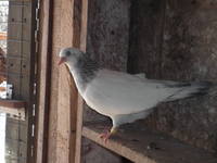 VFL.RU - ваш фотохостинг