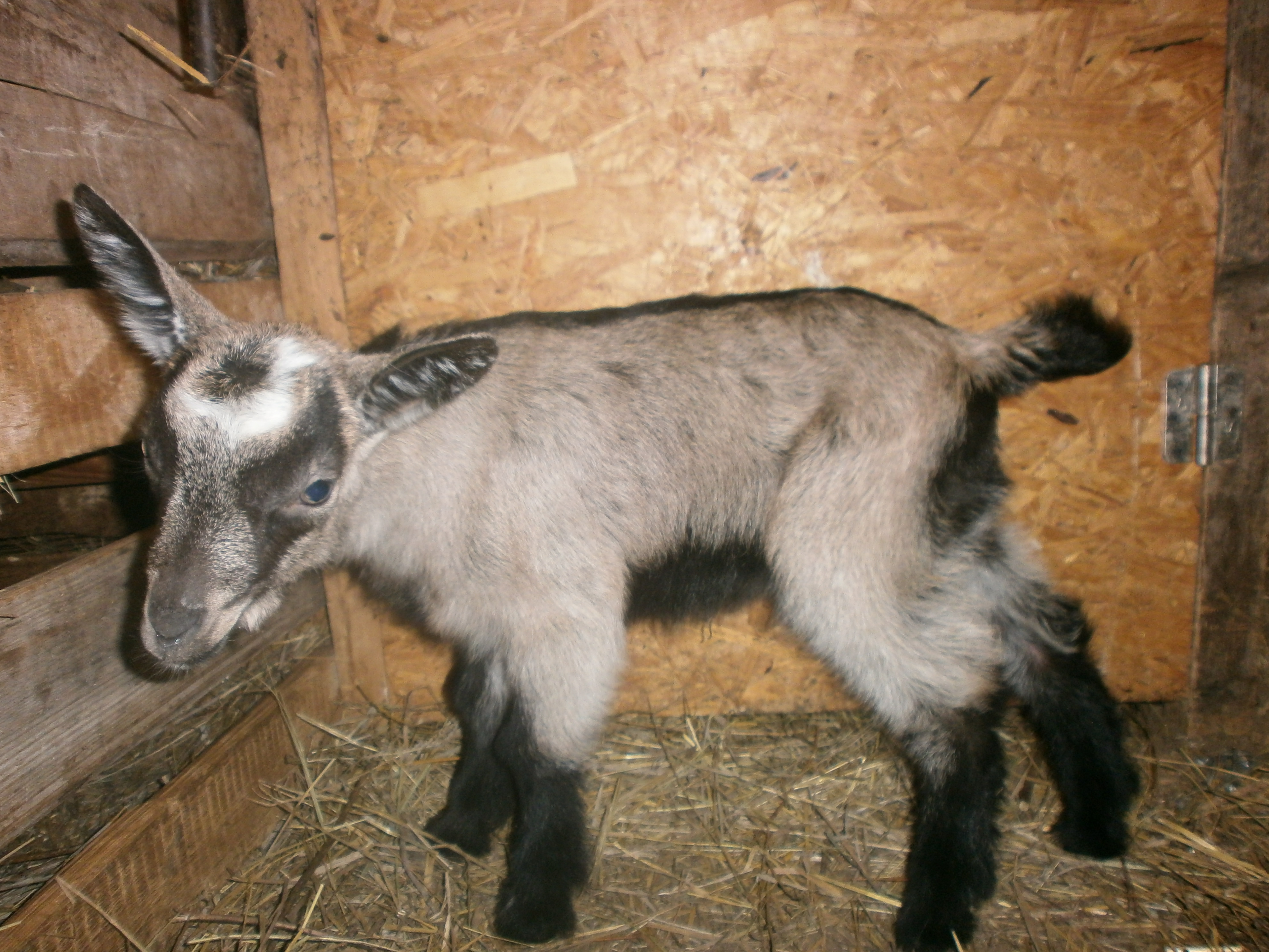 А это гениальная голова Ники-КОМОЛАЯ!