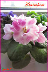 getImage (27)