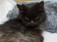 Кошка черная Коммунистическая травм.1