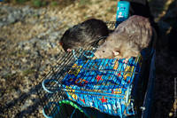 Photo-26