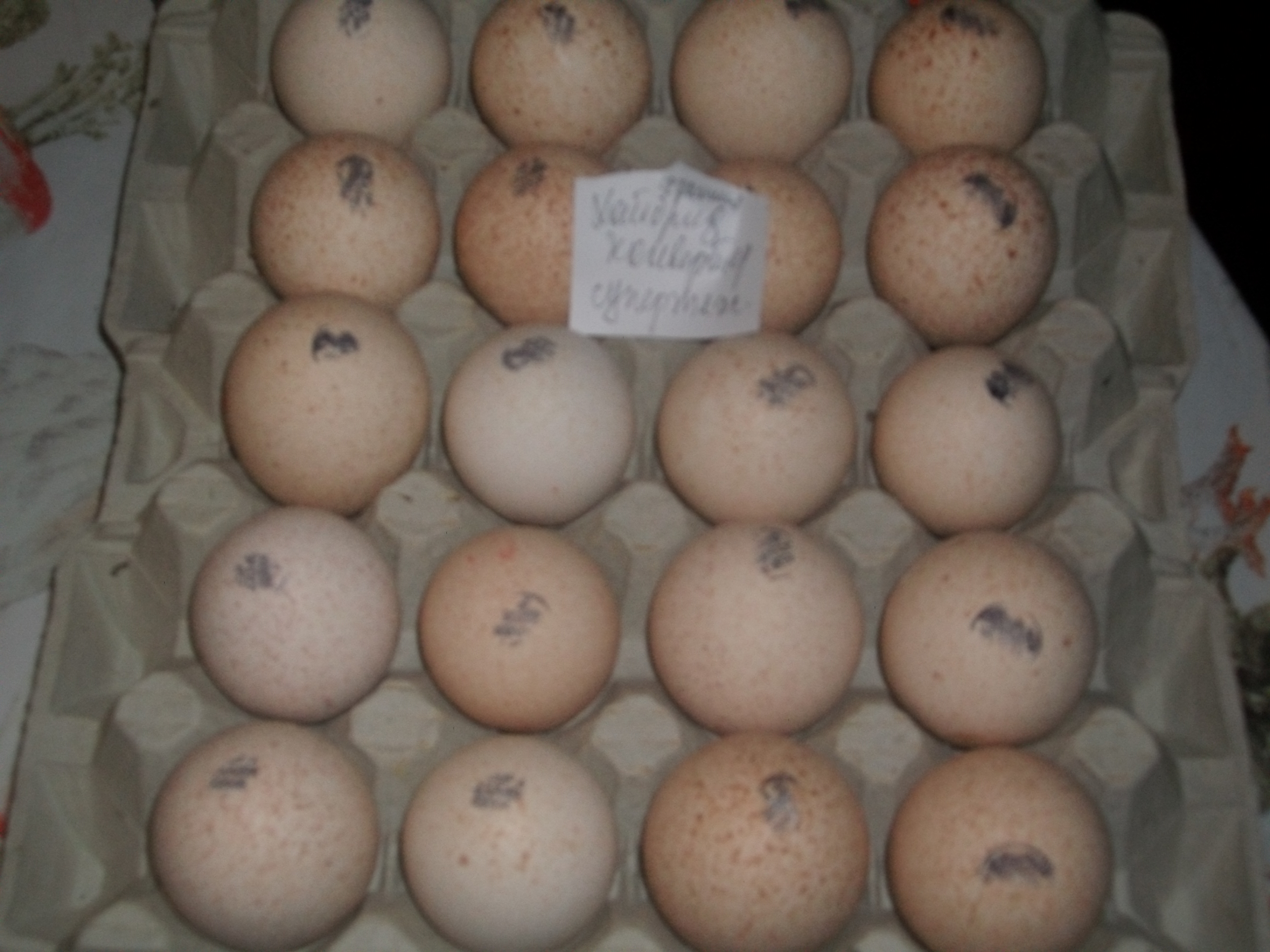 Купить инкубационное яйцо в москве и области. Инкубационное яйцо индюков Биг-6. Инкубационное яйцо Биг-6 Дамате. Инкубационное яйцо крапчатое чье. Биг 6 Словакия индюки какая печать на инкубационном яйце.