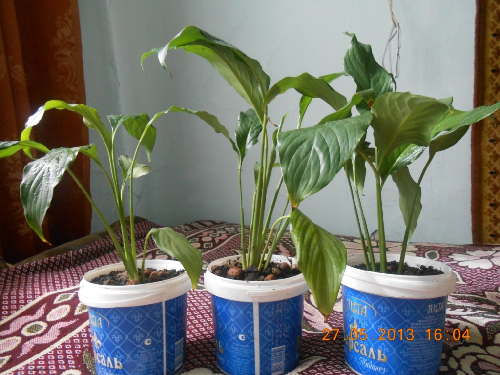 DSCN0681,