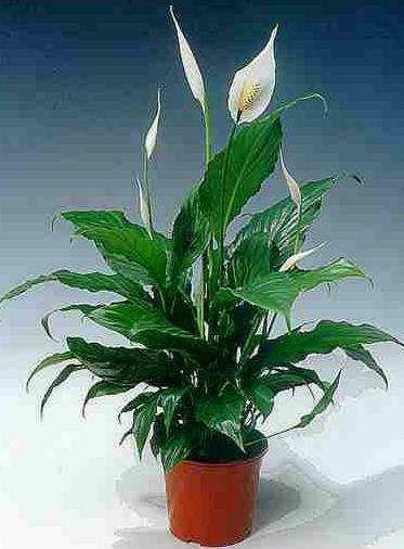 spathiphyllum