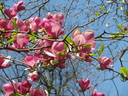 VFL.RU - ваш фотохостинг