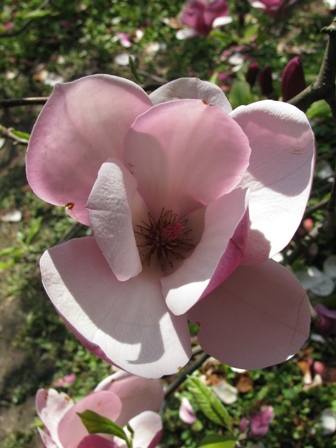 VFL.RU - ваш фотохостинг