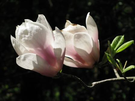 VFL.RU - ваш фотохостинг