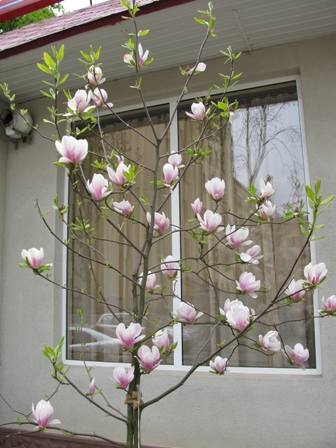 VFL.RU - ваш фотохостинг