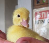 VFL.RU - ваш фотохостинг