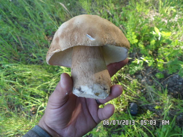 г (11)